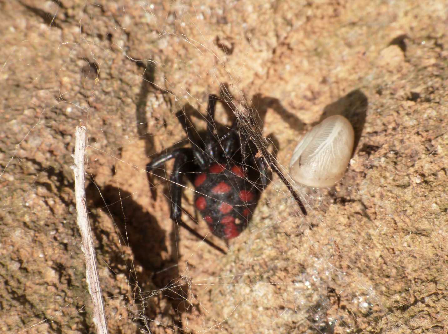 Latrodectus nel Lazio